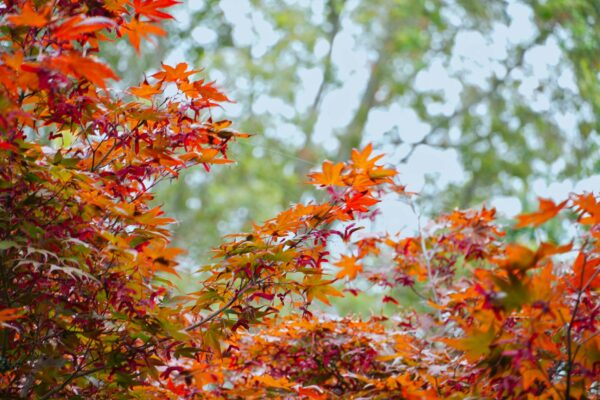 vibrant autumn japanese maple leaves in nature